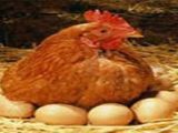 خودکفایی در تولید مرغ گوشتی
