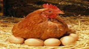 خودکفایی در تولید مرغ گوشتی
