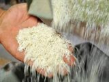 هدف‌گذاری برای خودکفایی در تولید برنج در کشور